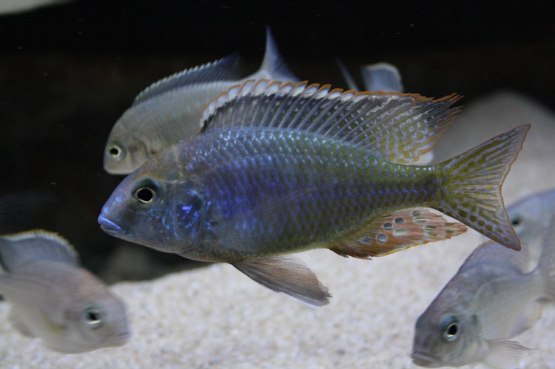 Lethrinops auritus 'Otter Point'